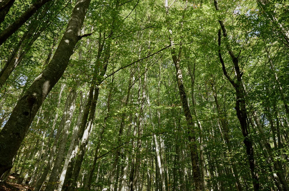 Parâmetros Críticos Na Análise De Celulose E Seus Ensaios Específicos