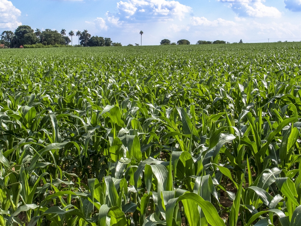 Controle De Resíduos Químicos Em Milho