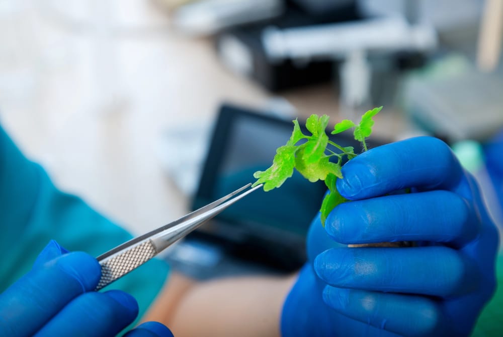 Laboratório De Genética De Plantas