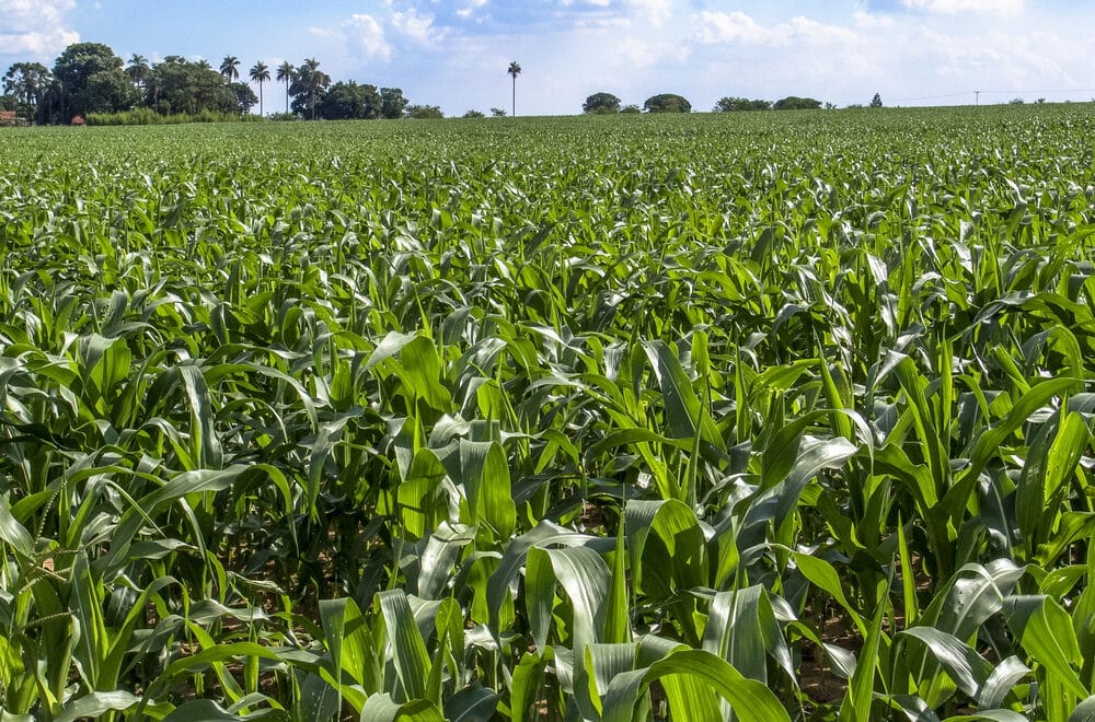 Controle De Resíduos Químicos Em Milho